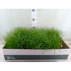 Cyperus alternifolius 'Zumula'