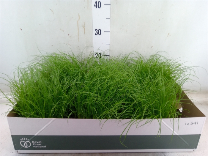 <h4>Cyperus alternifolius 'Zumula'</h4>
