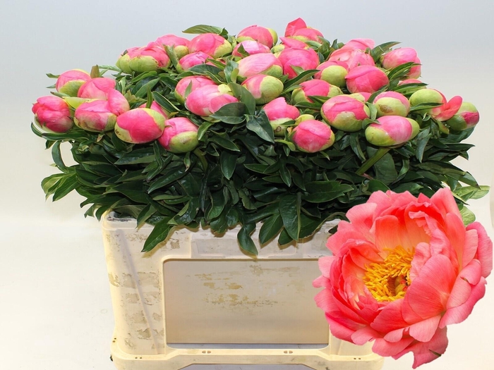 <h4>PAEO CORAL SUNSET</h4>