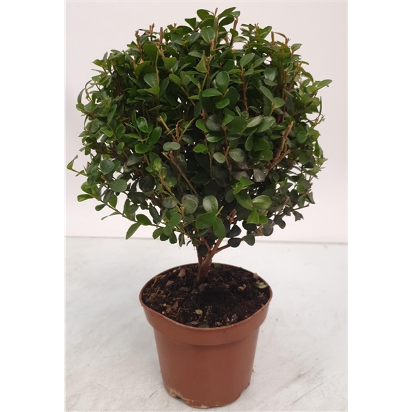<h4>Myrsine Africana Stem</h4>