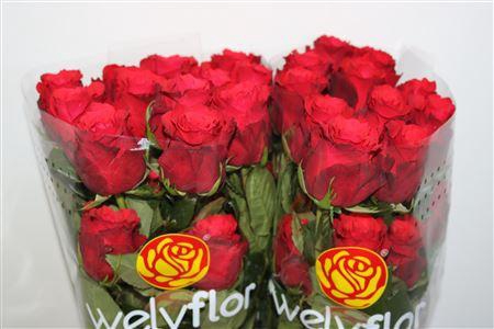 <h4>R GR ALTAMIRA</h4>