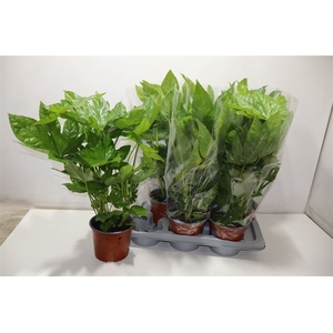 arr8 Fatsia Ov