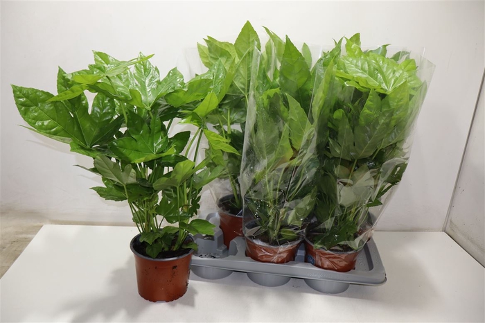 <h4>arr8 Fatsia Ov</h4>