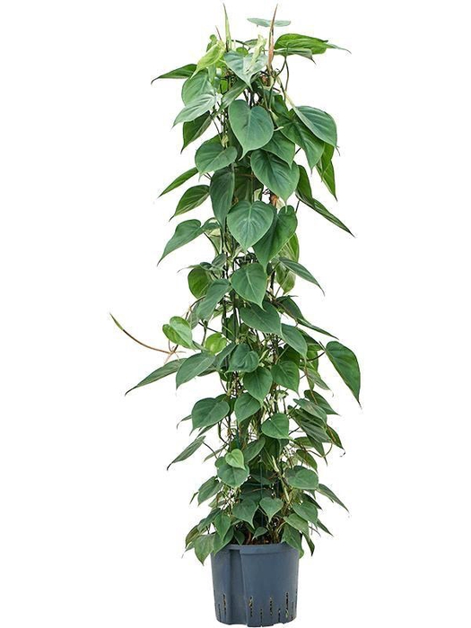 <h4>Philodendron scandens</h4>