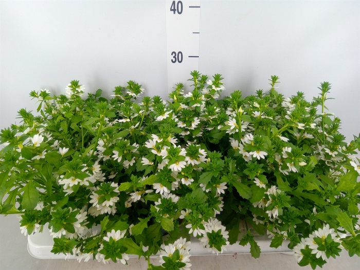 <h4>Scaevola aemula   ...</h4>
