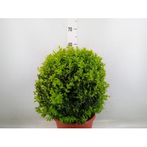 Buxus semp.   ...