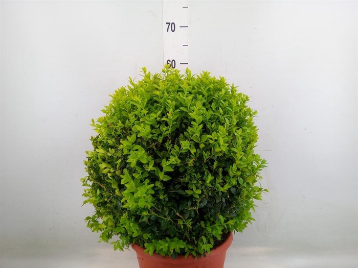 <h4>Buxus semp.   ...</h4>