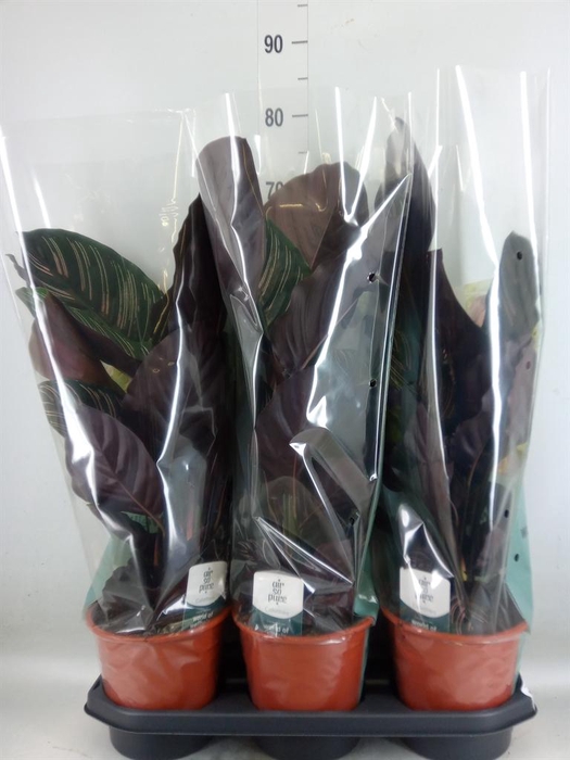 <h4>Calathea sanderiana</h4>