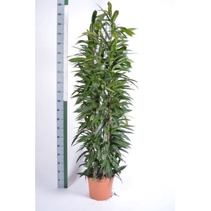 Ficus binn. 'Amstel King'