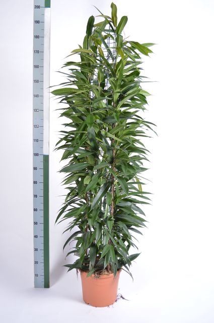 <h4>Ficus binn. 'Amstel King'</h4>