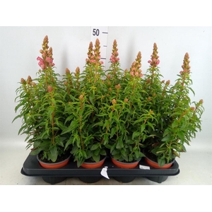 Antirrhinum majus   ...