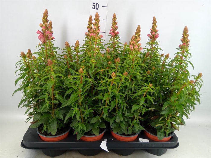 <h4>Antirrhinum majus   ...</h4>