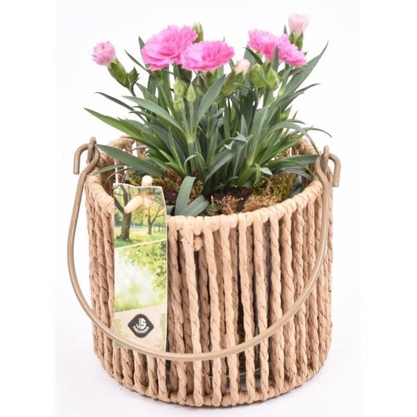 <h4>Touw lantaarn met glas 13cm h11.5cm</h4>