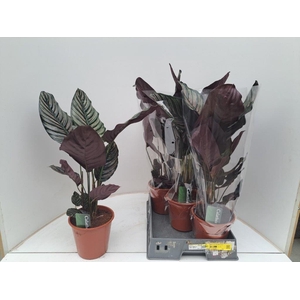 CALAT SANDERIANA