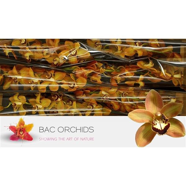 <h4>CYMB T CHARLY BROWN BRUIN P.TK</h4>