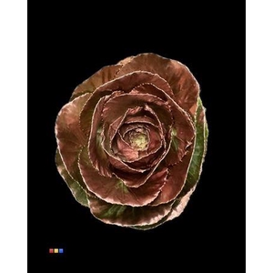 Brassica Copper