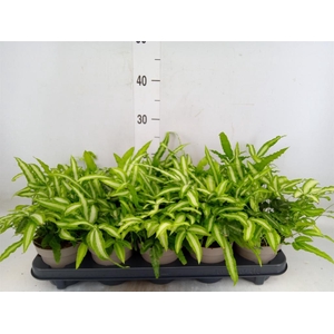 Pteris cretica 'Albolineata'