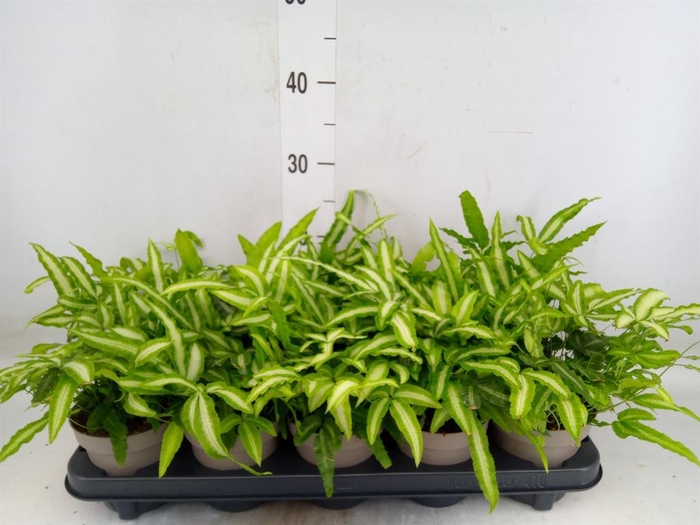 <h4>Pteris cretica 'Albolineata'</h4>