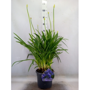 Agapanthus TR 'Dr. Brouwer'