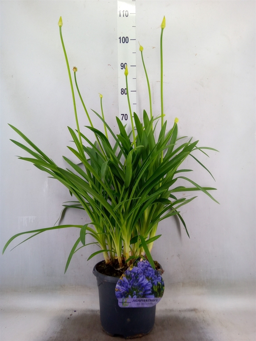 <h4>Agapanthus TR 'Dr. Brouwer'</h4>
