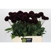 Dahlia Dark Prince