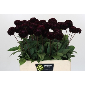 Dahlia Dark Prince