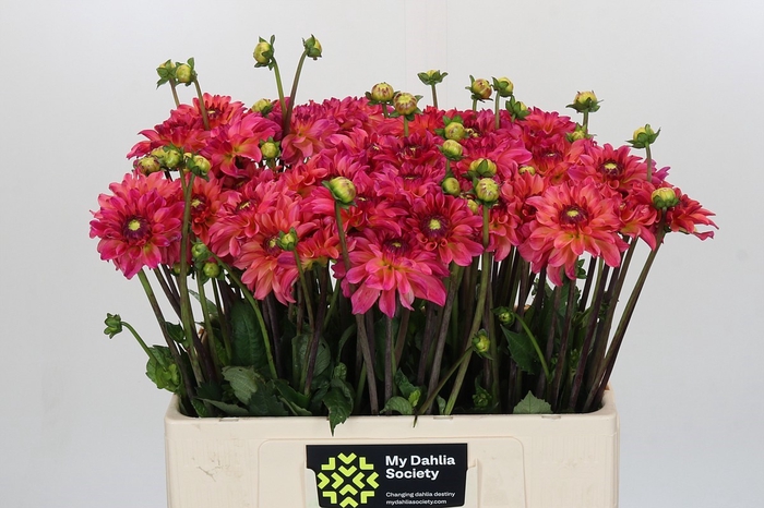 <h4>Dahlia Belfloor</h4>