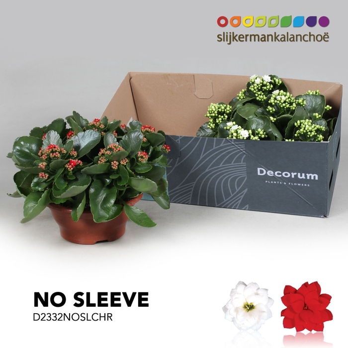 <h4>Kalanchoe No sleeve - Christmas Mix - kerst</h4>