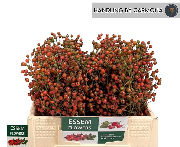 <h4>ROSA PLENTY</h4>