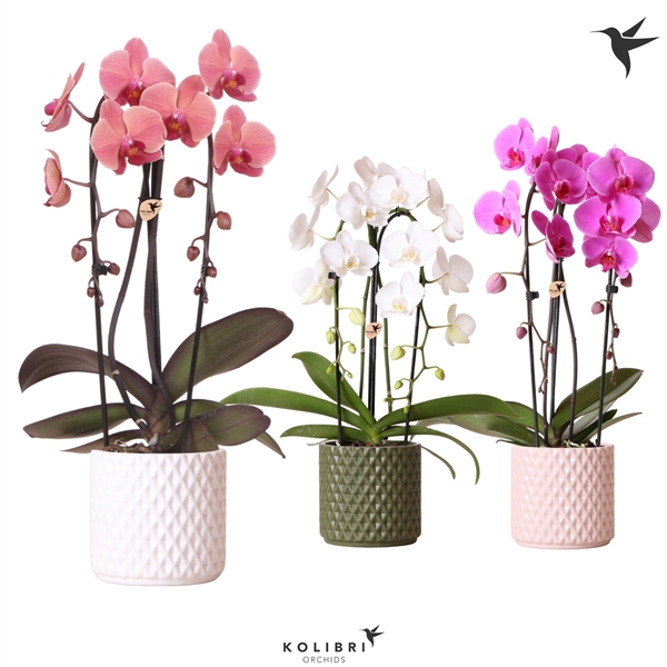 <h4>Kolibri Orchids Cascade Niagara fall 2 spike in diamond mix</h4>