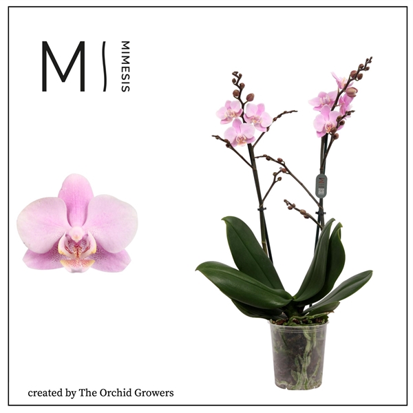 <h4>Mimesis Phal. Beaution - 2 spike 12cm</h4>