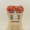 Calla Odeon