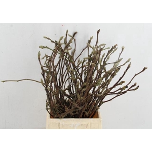 MAGNOLIA PER STEM 050CM