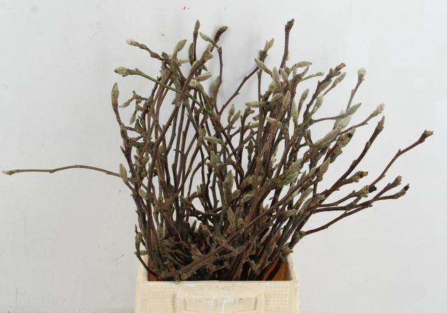 <h4>MAGNOLIA PER STEM 050CM</h4>