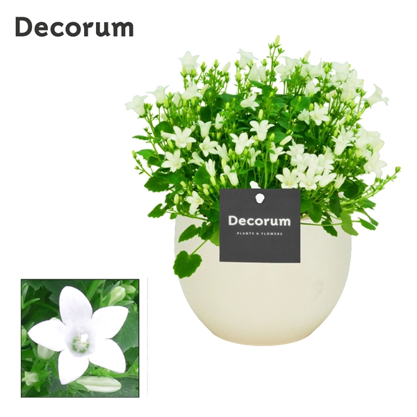 <h4>Campanula Porto White Decorum Melanie</h4>