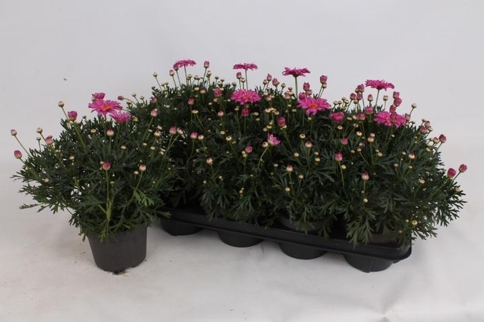 <h4>ARG LA RITA PINK</h4>