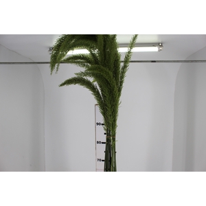 FOLHAGEM PLUMA VERDE