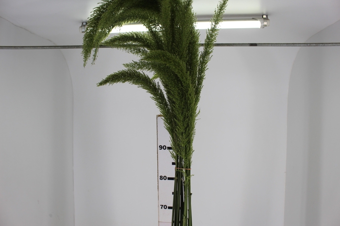 <h4>FOLHAGEM PLUMA VERDE</h4>
