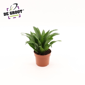 Dracaena compacta kopstek
