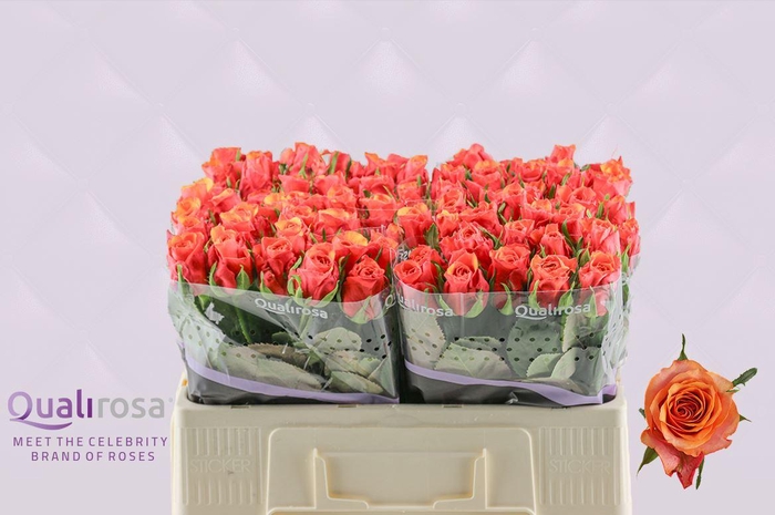 <h4>R Gr Espana</h4>