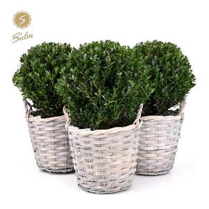 Ilex crenata 'Jenny'® Ball Ø20cm P17 in Basket