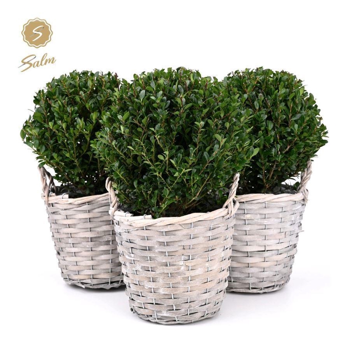 <h4>Ilex crenata 'Jenny'® Ball Ø20cm P17 in Basket</h4>