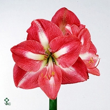 Lilium Az Matrix Red 19cm