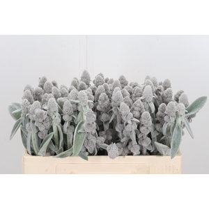 Stachys Byz. Si.