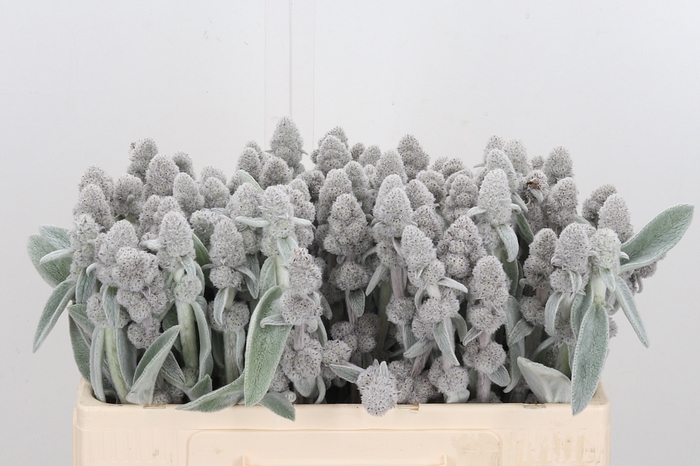 <h4>Stachys Byz. Si.</h4>
