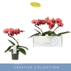 Phalaenopsis overig oranje (meerder