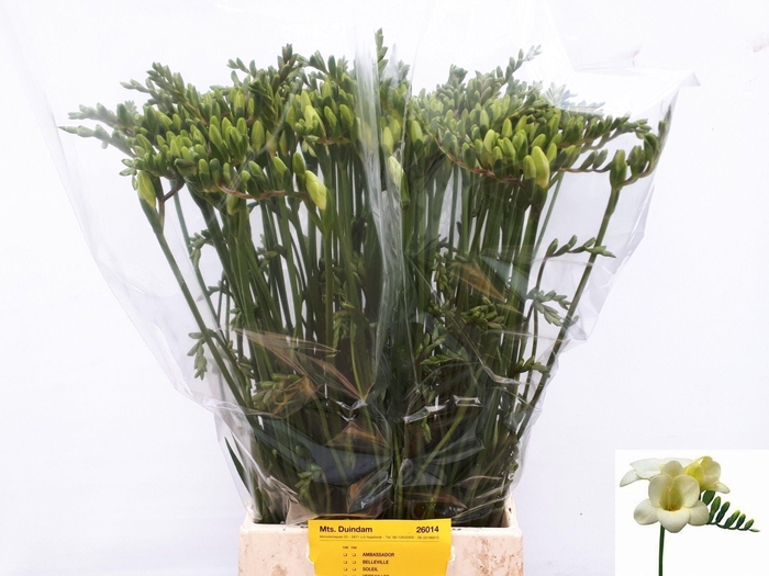 <h4>FR EN AMBASSADOR</h4>