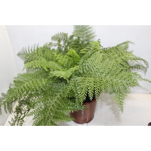 ASPLENIUM PARVATI P24