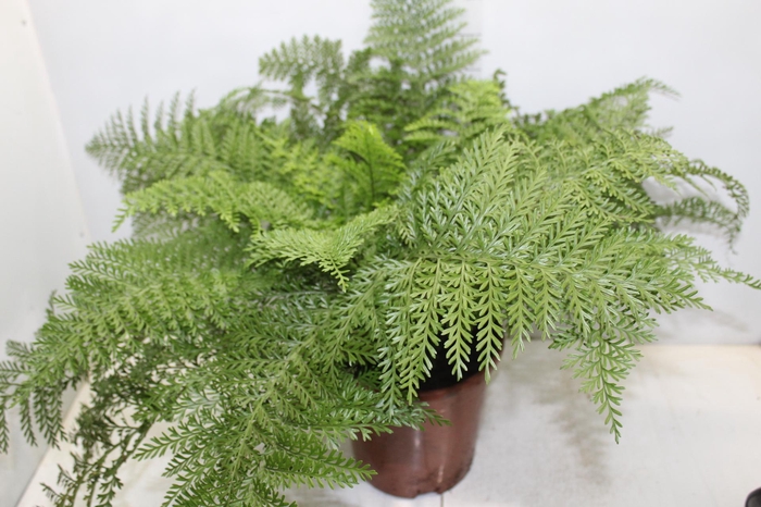 <h4>ASPLENIUM PARVATI P24</h4>