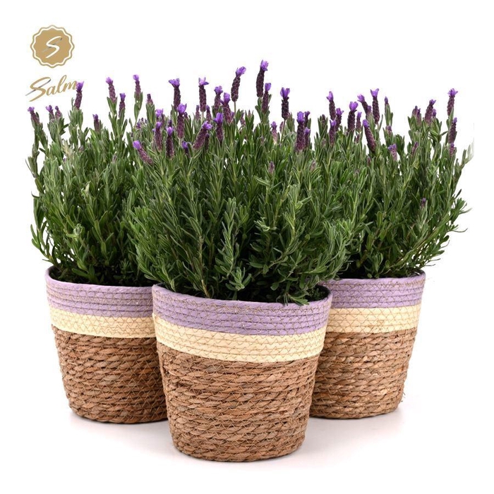 <h4>Lavandula st. 'Anouk'® Collection P19 in Sunset Basket</h4>